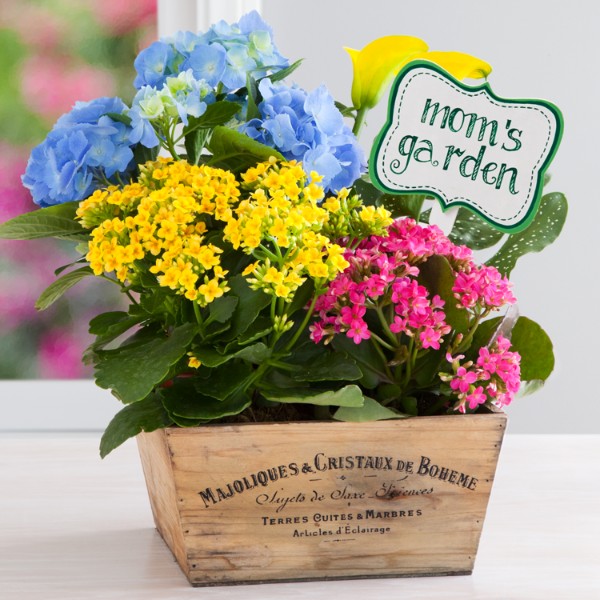 Mother's Colorful Flowering Market Garden