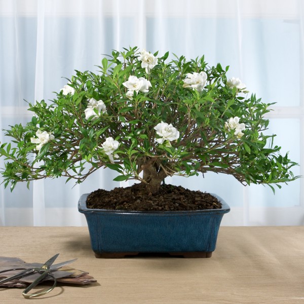 Deluxe Fragrant Gardenia Bonsai