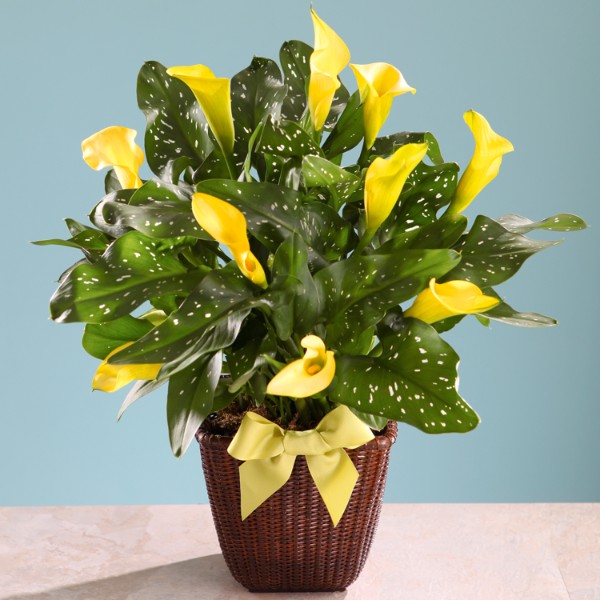 Potted Yellow Calla Lily