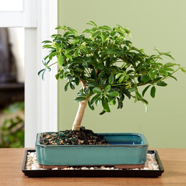Bonsai Trees Send Bonsai Trees ProFlowers