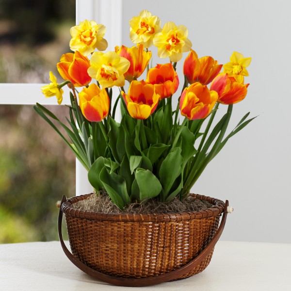 Potted Flowers Flower Plants Plants Delivery