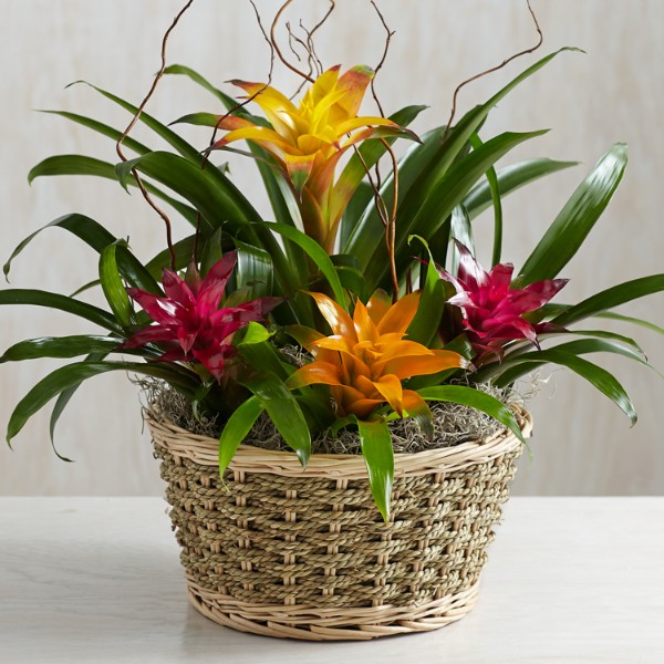 Send Potted Garden Plants and Flowers ProFlowers