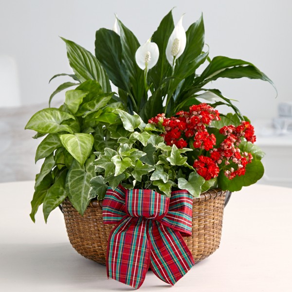 Send Potted Garden Plants and Flowers ProFlowers