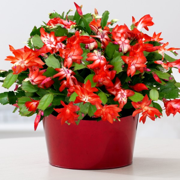 Deluxe Potted Red Christmas Cactus