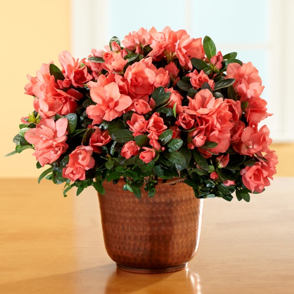 Bittersweet Orange Azalea