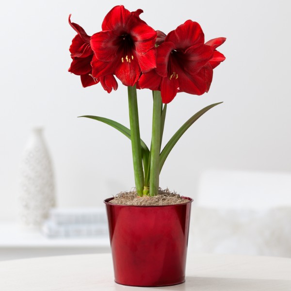 Red Amaryllis Bulb